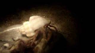 Tiny Hermit crab eating Popcorn Information
