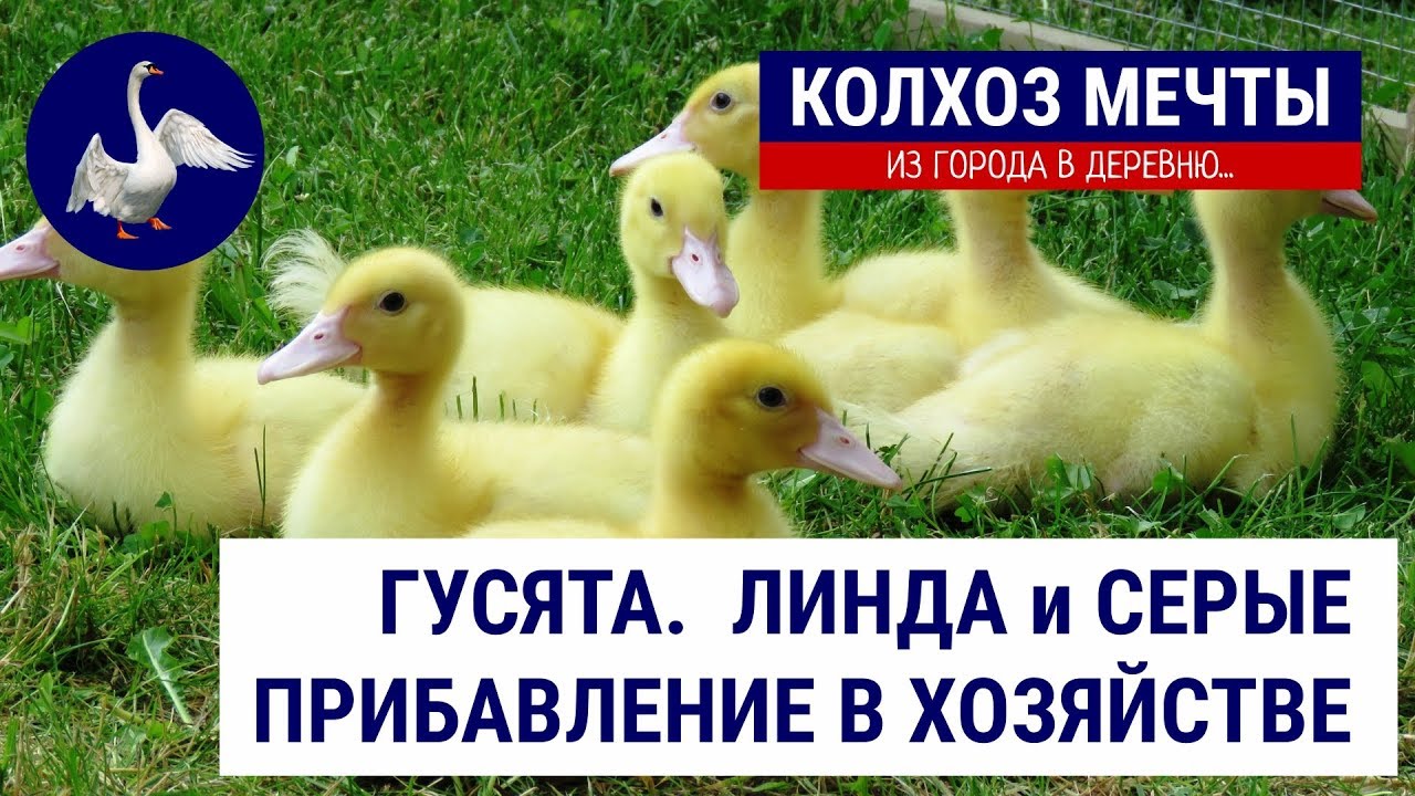 Купили гусят. Линдовские и Серая. Гуси канала "Птичий участок". Сделали ...