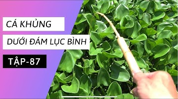 Tập 87 - Câu cá rô đồng dưới đám lục bình, kéo cong cả cần, cá ăn liên tục...| TMQT
