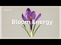 Bloom Energy | Chill House for a Positive Morning Vibe