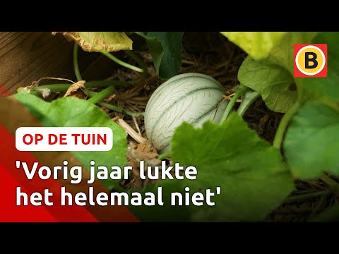 Video: Teelt Van Meloenen In Het Open Veld (collectieve Boer, Etc.): Landbouwtechnologie + Foto's En Video's