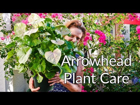 ARROWHEAD PLANT (SYNGONIUM) CARE & GROWING TIPS / JOY US GARDEN
