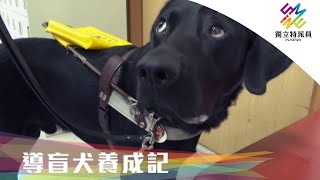 寄養家庭少，導盲犬養成遇困境。｜獨立特派員 第656集 (導盲犬養成記)