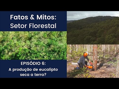 Fatos & Mitos: Setor Florestal - A produção de eucalipto seca a terra?
