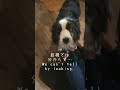 愛犬が何故か急に足を引きずりだしました… #大型犬のいる生活 #犬 #ボーダーコリー #ボーダーコリーのまろ #shorts #shortvideo #dog #bordercollie