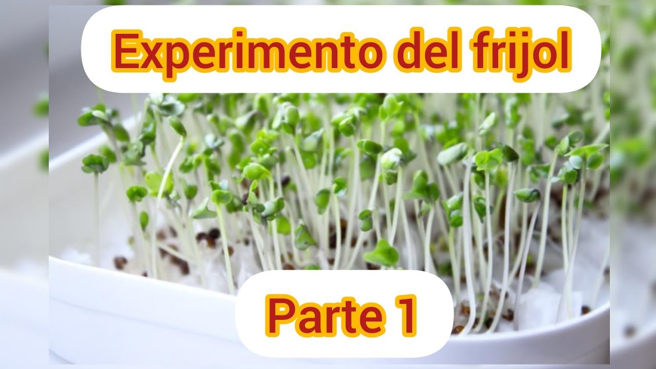 ACTIVIDAD #1| COMO HACER EL EXPERIMENTO DE GERMINACIÓN DEL FRIJOL EN