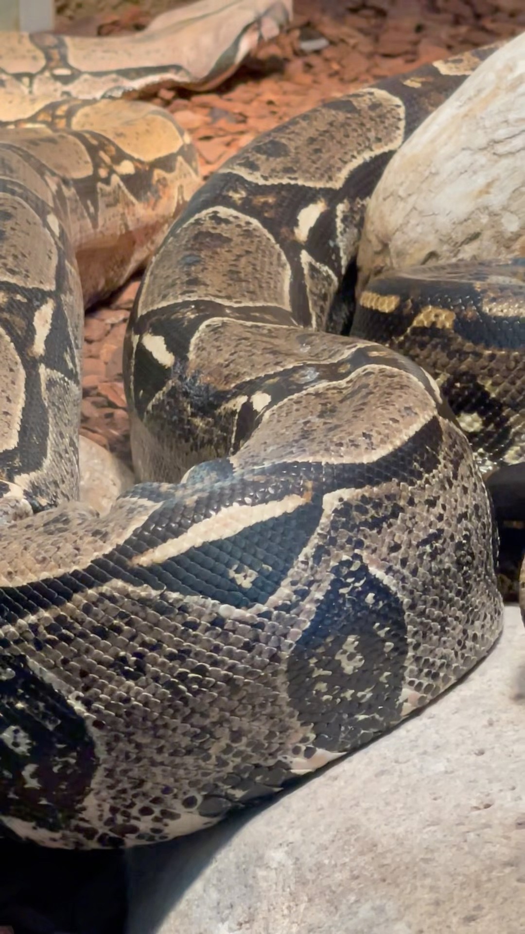 Wonderful Snake Boa