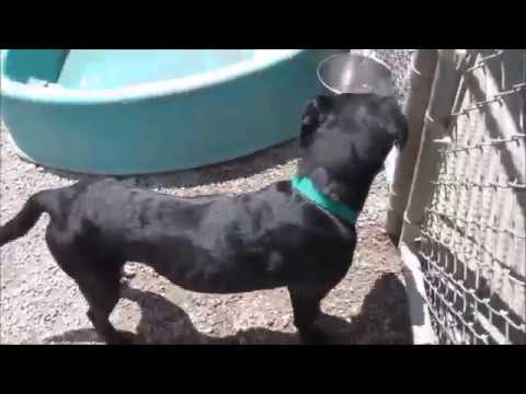 camera iphone 8 plus apk Bam Bam