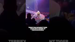 Terrifying moment tiger leaps into crowd at circus in Russia