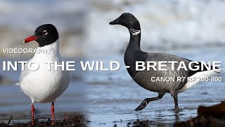 CANON R7 RF 200-800 WILDLIFE VIDEO 4K BRETAGNE FRANCE