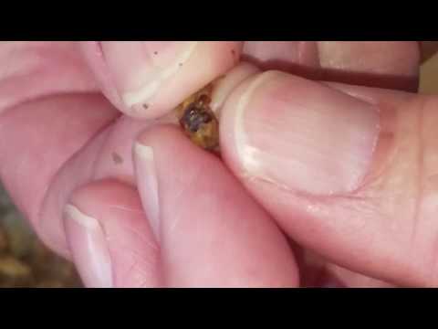 Checking on the Leaf Cutter Bees-Again, with Dissection
