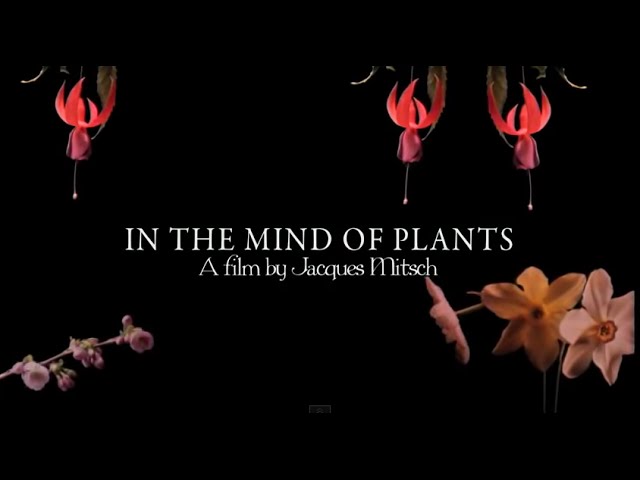 In the Mind of Plants