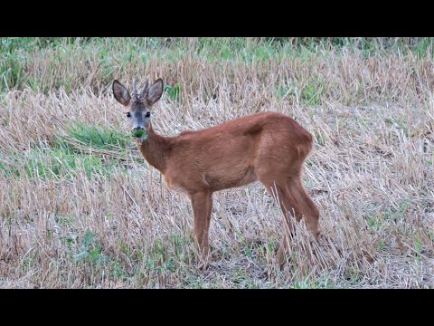 Video: Kada baigiasi kalendorius?