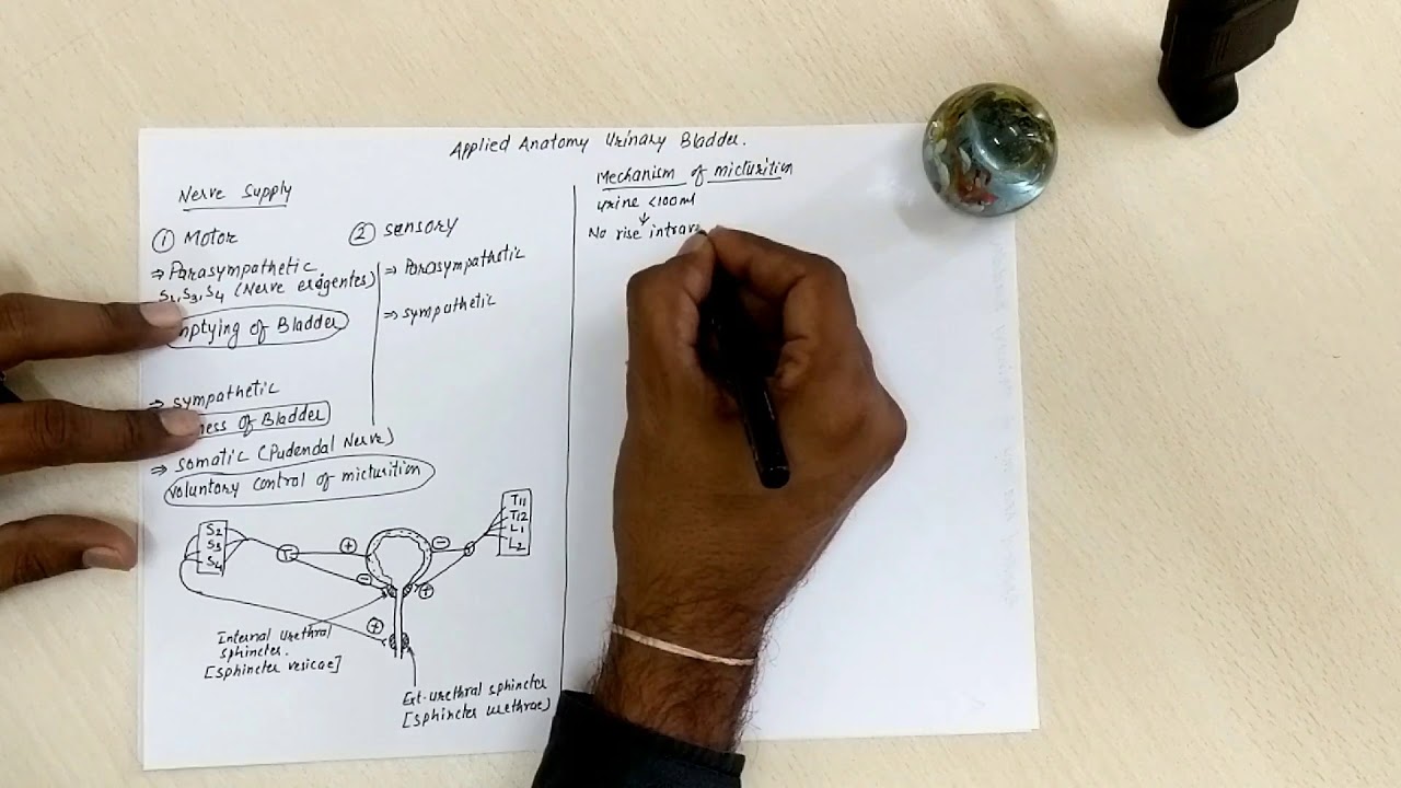 Urinary Bladder part 2 (Nerve supply and Applied Anatomy ) - YouTube