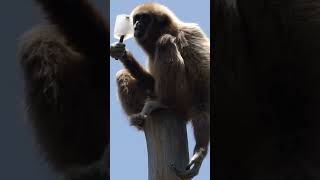 Gibbon Lutscht An Seinem Eis