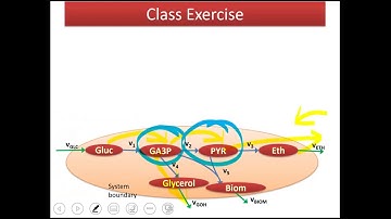 Lecture 2.4 - Metabolic Flux Analysis (MFA) Class Exercise | Genome Scale Metabolic Models