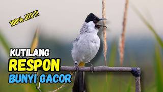 Suara Burung Kutilang Gacor Garuda Paling Ampuh Untuk Masteran Dan Pikat