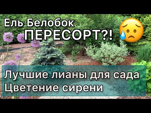 Обзор сада с