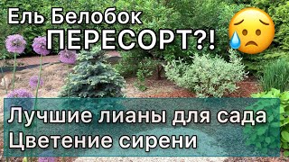 Обзор сада с названиями растений. Сорта сирени, редкие хвойные, хосты. Summer garden overview. HD