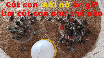 Cút con mới nở ăn gì Úm cút con như thế nào