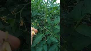 PORQUE NO CUAJAN LAS FLORES DEL TOMATE, SE PONEN AMARILLAS Y SE CAEN