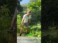 Moringa Growth Is It Right For Your Area