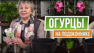 Чеснок. [Архив] - Страница 7 - Форум дачников Украины. Восстановим озоновый слой на 6-ти сотках!