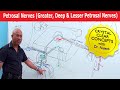 Petrosal Nerves - Greater, Deep and Lesser Petrosal Nerves