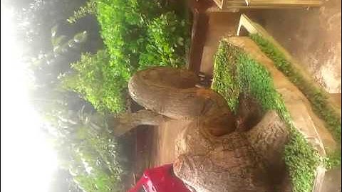 Cây cóc độc nhất vô nhị (đã bán)