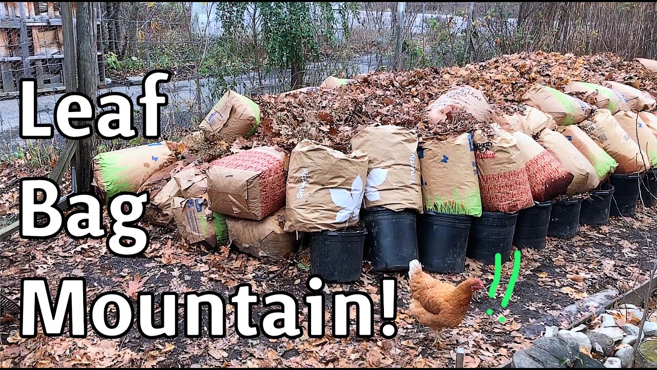 Chicken Compost - Leaf Bag Mountain and Rock Mulch working!