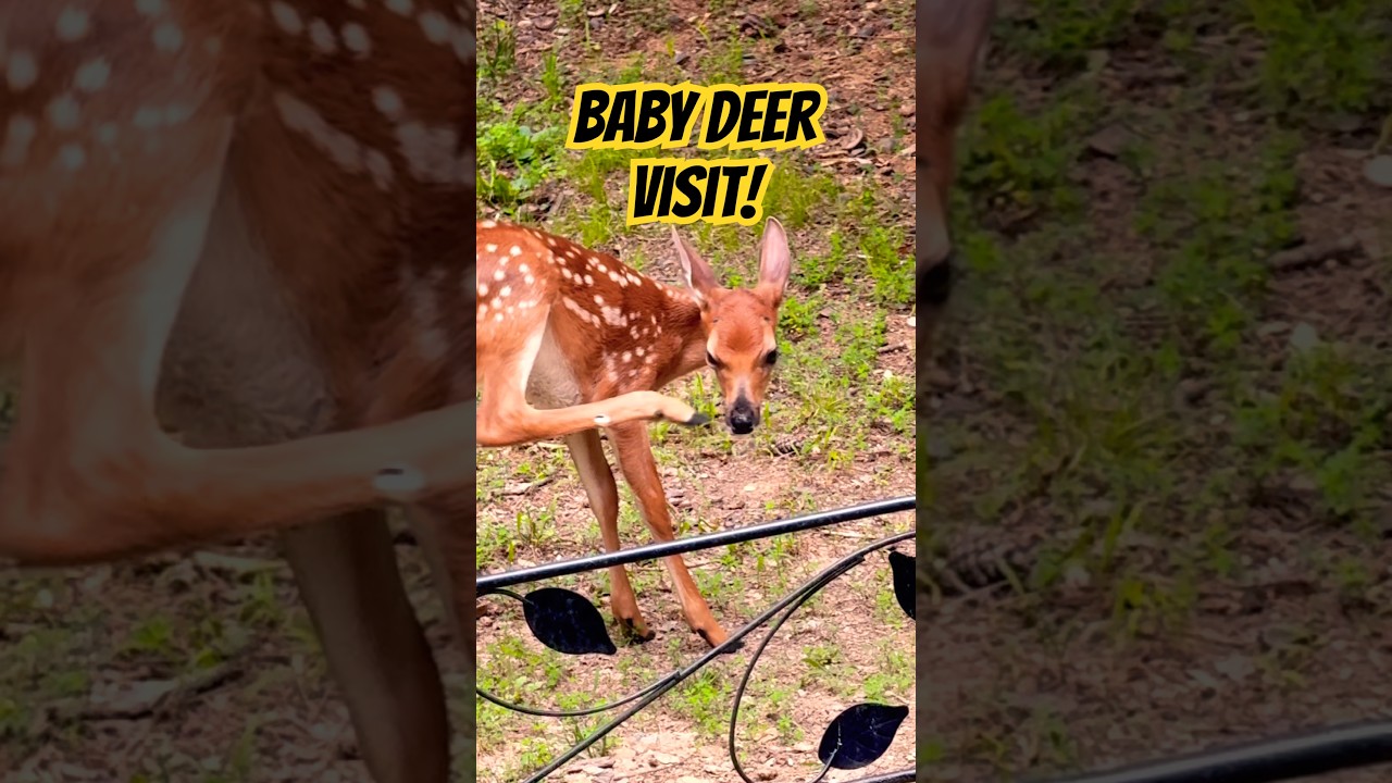Baby Deer Visit! Momma Deer Brings by Daughter and Baby! #love #cute #baby