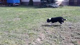 Two months old border collie puppy herding a ball