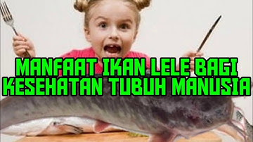 MANFAAT IKAN LELE BAGI KESEHATAN TUBUH MANUSIA