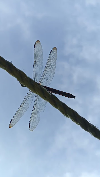🪰 #dragonfly #tiktok #viral #shorts #youtubeshorts #nature #animals #trending #explore #foryou #fypシ