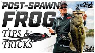 Catch Big Bass in Post-Spawn: Frog Fishing Guide