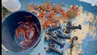 Best Day on the Lobster & Crab Pots this YEAR ! Big lobsters Spider crabs and Octopus! 
