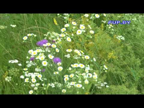 Травы и травничество - обучение в Минске с Еленой Викторовной Наумовой Травы и травничество - обучение в Минске с Еленой Викторовной Наумовой