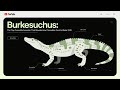 "Burkesuchus: The Tiny Crocodile Ancestor That Reveals How Crocs Took to Water 🐊"