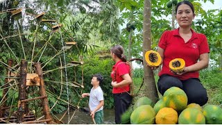 Part 2: Completing the water wheel - harvesting ripe papayas to sell at the market | TRẨU A KHOA TV