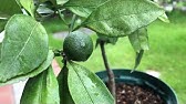 柑橘の接ぎ木 高接ぎ jaありだ Youtube 柑橘の接ぎ木 高接ぎ jaありだ Youtube