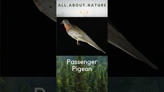 Extinct Birds Quiz #naturequiz #wildlife #extinct #animalquiz #nature