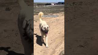 Yıkım ekibi online #kangal #kangalcamiasitr