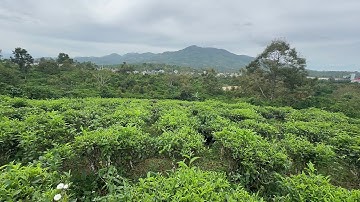 Chiếc view quá đẹp tại Lộc Thành giáp Bảo Lộc,2.4 sào giá ngộp 1.7 tỉ,view dân cư,view sông Đại Bình