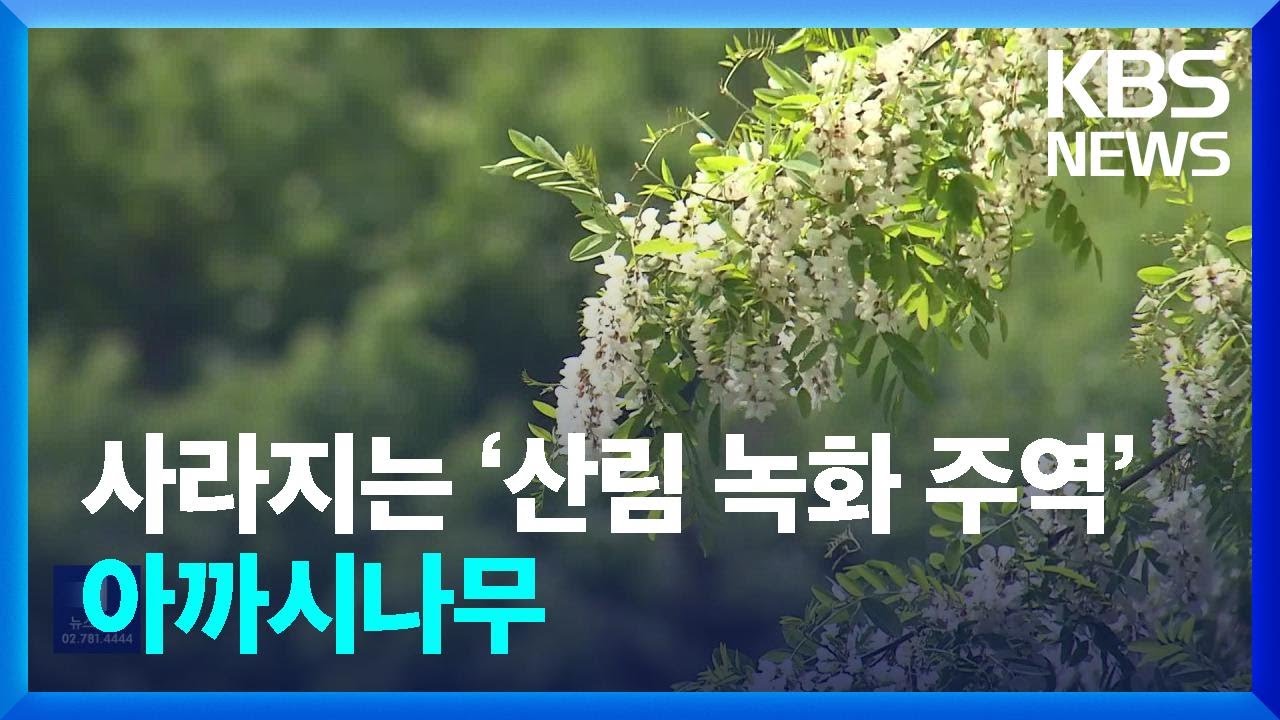 사라지는 ‘산림 녹화 주역’ 아까시나무 / KBS  2024.05.23.
