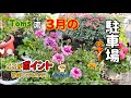 Tomsの駐車場ツアー3月 (ネタバレ禁止) (裏技内容は見た人だけの内緒にしてくださいね！)かつてないくらい濃いめのポイント詰め込みました！
