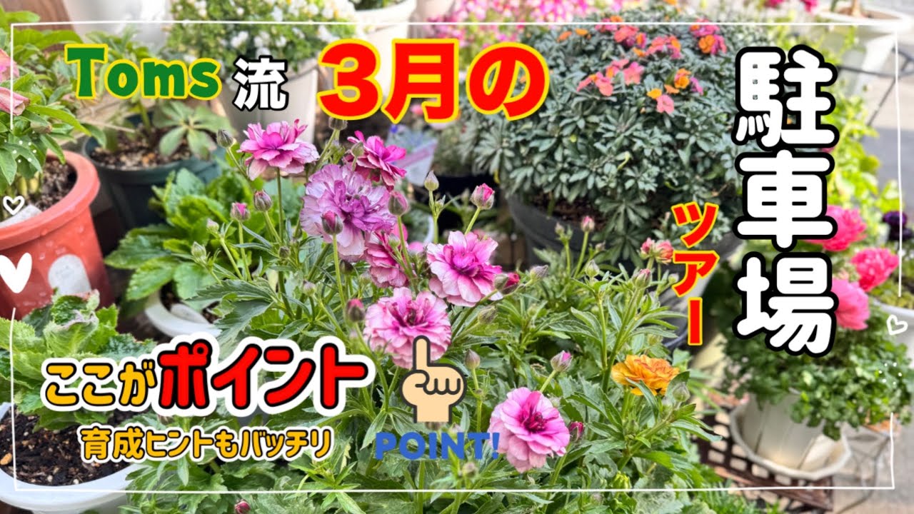 Tomsの駐車場ツアー3月 (ネタバレ禁止) (裏技内容は見た人だけの内緒にしてくださいね！)かつてないくらい濃いめのポイント詰め込みました！