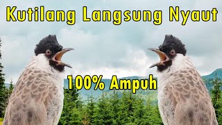 Download Lagu 100% Ampuh Untuk masteran Burung Kutilang Agar Cepat Bunyi Dan Gacor | JAYA KUTILANG MP3