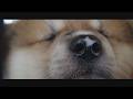 じいちゃんの秋田犬【大家族編】#51　日光浴