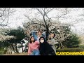 CHERRY BLOSSOMS IN KOREA!