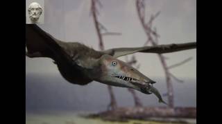 اكتشاف 3 أنواع جديدة من الديناصورات الطائرة في المغرب